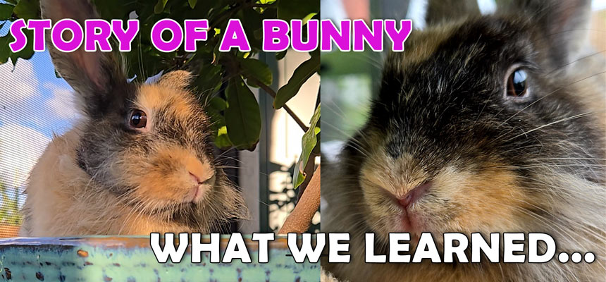 How a Stray Curious Rabbit Bunny Hopped Into Our Life: A True Story - What We Learned in First 2 Weeks