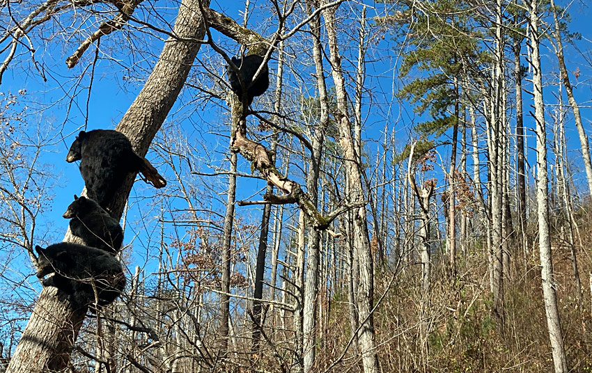 Will You See Black Bears in Gatlinburg, TN and The Great Smoky Mountains?